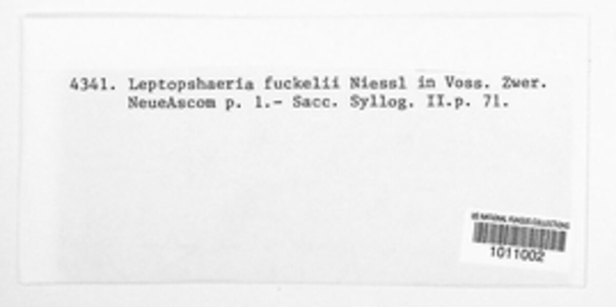 Phaeosphaeria fuckelii image